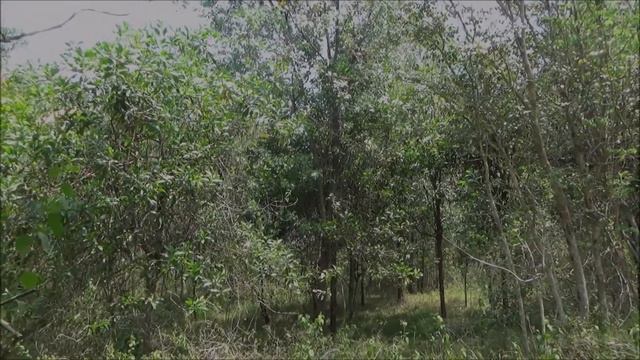 Northern wattle (Acacia crassicarpa) - part 2 смотреть онлайн