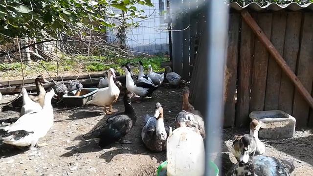 Муларды, индоутки, пекинские утки смотреть онлайн