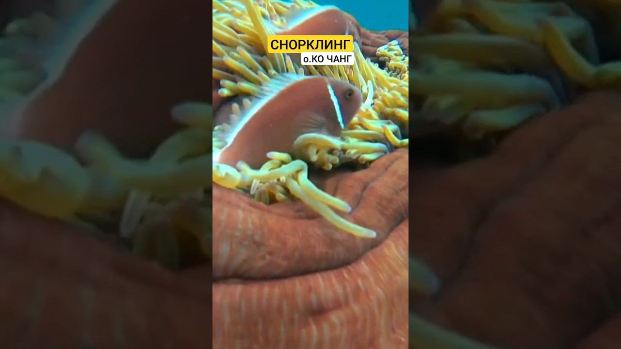 Экскурсия на остров Ко Чанг от Агеннства Нетривиалтных Путешествий #экскурсиивпаттайе #паттайя2023 смотреть онлайн