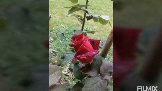 Rosas papa meilland смотреть онлайн