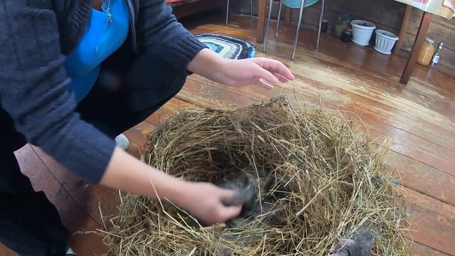 Крольчихи кормят крольчат. смотреть онлайн