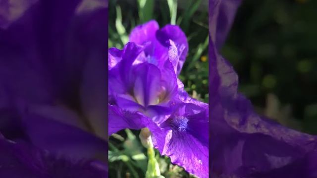 МЕДИТАЦИЯ "ИЗБАВЛЕНИЕ" смотреть онлайн