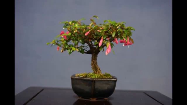 Fuchsia Magellanica / Fuchsia Height Bonsai #3 смотреть онлайн