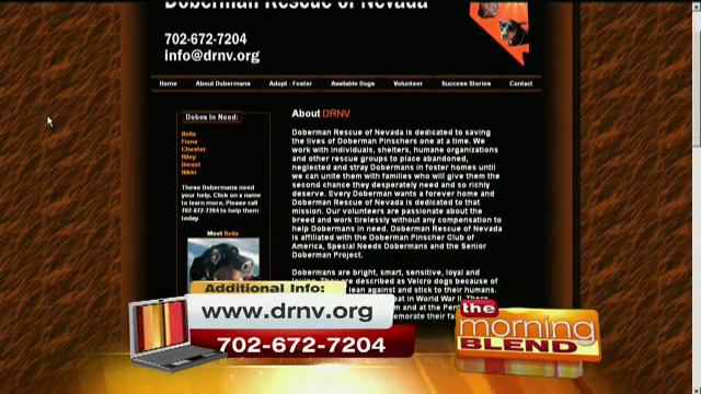 Doberman Rescue of Nevada - Las Vegas Morning Blend смотреть онлайн