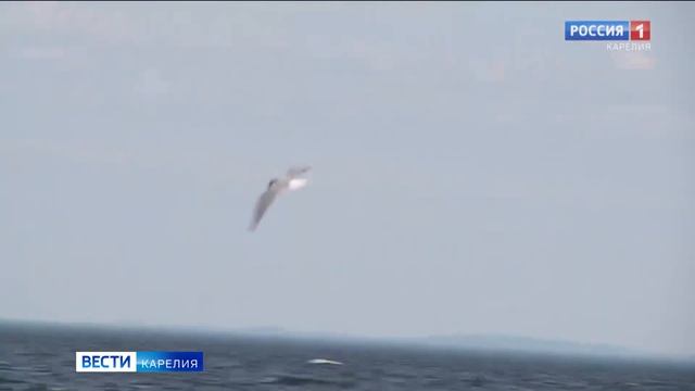 Карельским рыбакам разрешили ловить до 25 килограмм горбуши в сутки смотреть онлайн