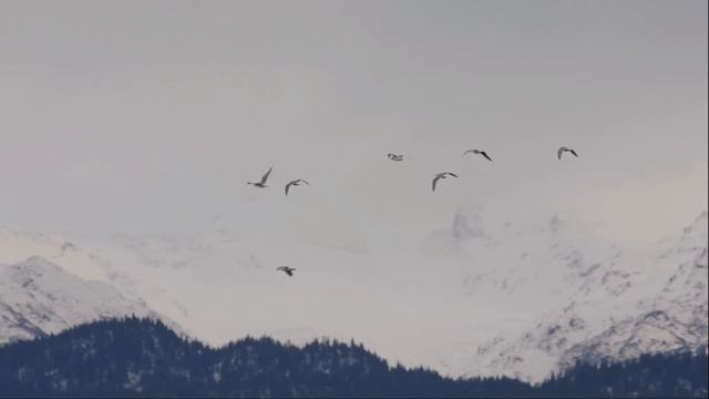 Эта нежная мелодия подарит вашему Сердцу и Душе удивительную гармонию! Послушайте смотреть онлайн