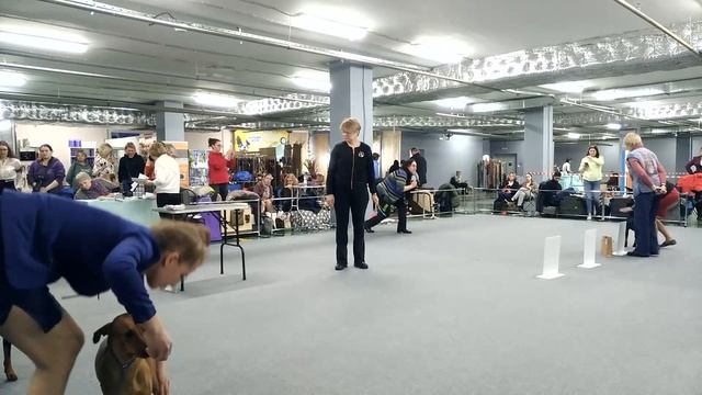 Монопородная выставка немецких пинчеров ранга КЧК, г. Москва, 04 марта 2023 смотреть онлайн