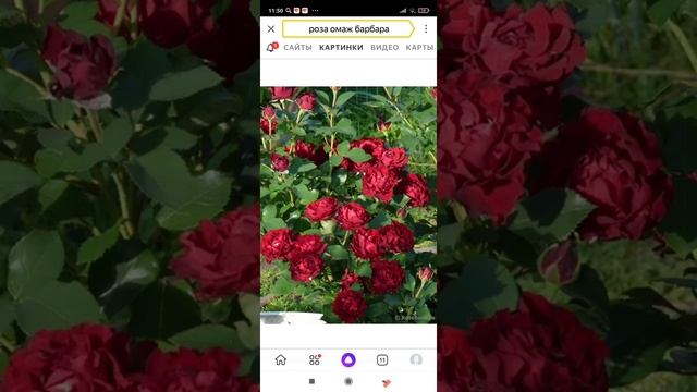 Роза Hommage a Barbara. смотреть онлайн