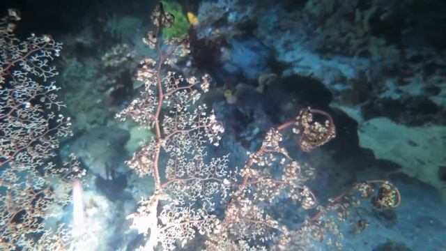 Basket Star Facts: FANCY Brittle Stars ⭐ Animal Fact Files смотреть онлайн