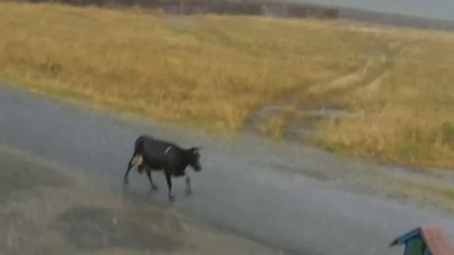 Так каждое лето на Урале! смотреть онлайн