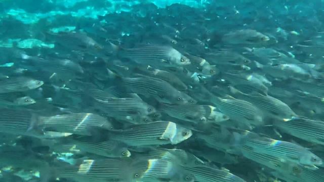 🔴 не могу поверить 🔴 ЭТО случилось со мной КАК в СКАЗКЕ Silver Glen Springs Florida USA 24.07.2020 смотреть онлайн