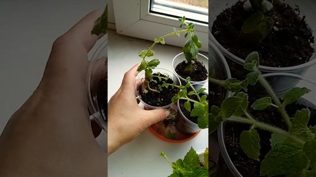 Готовка на Открытом Воздухе