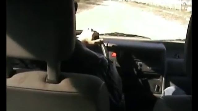 отмечаю день автомобилиста смотреть онлайн
