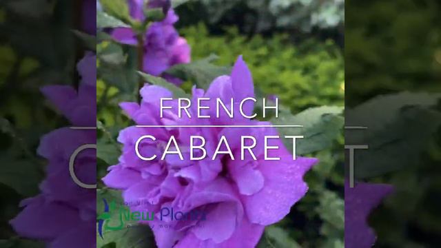 Hibiscus syriacus French Cabaret Purple смотреть онлайн