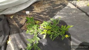 Арбузы привитые и корнесобственные. Формирование