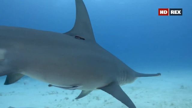 Как происходит кормление гигантских акул-молот (Great hammerhead) — Sphyrna mokarran у о. Бимини ? смотреть онлайн