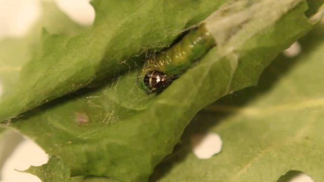 Archips podana - Листовёртка-толстушка всеядная. Гусеница плетёт себе укрытие. смотреть онлайн