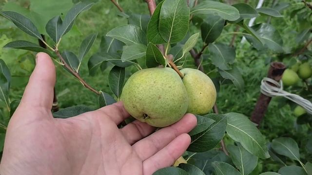 Груша Августовская Роса. Плюсы и минусы сорта. ИМХО. смотреть онлайн