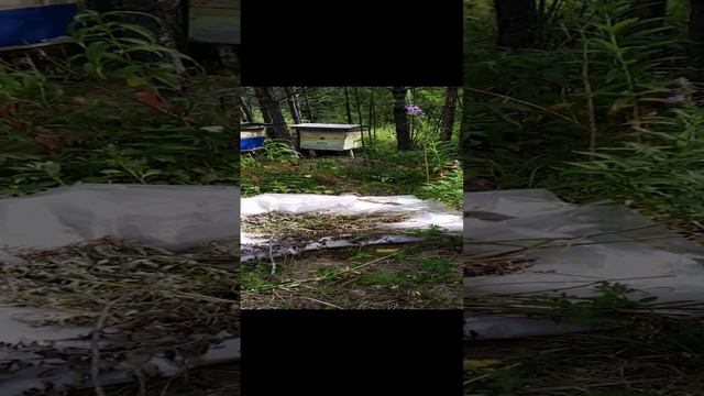 Приехал к пчёлам, после Жары , было +45 четыре дня . смотреть онлайн