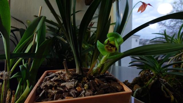 Первое цветение у меня Cymbidium Goeringii 碧玉圆荷 (Bi Yu Yuan He) смотреть онлайн