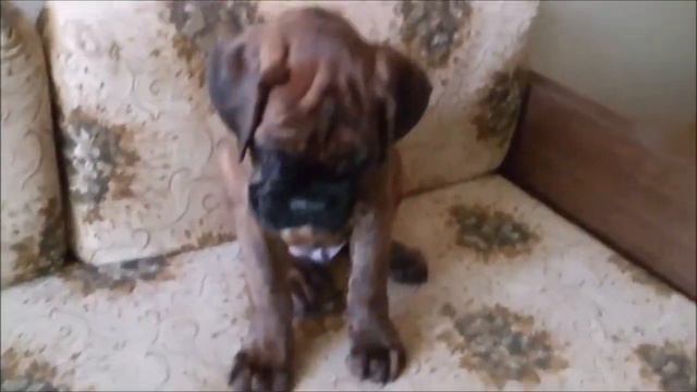 немецкий боксер танцует смотреть онлайн