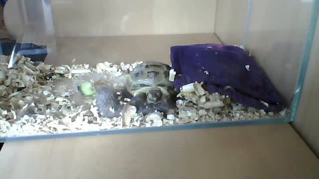 черепаха смотреть онлайн