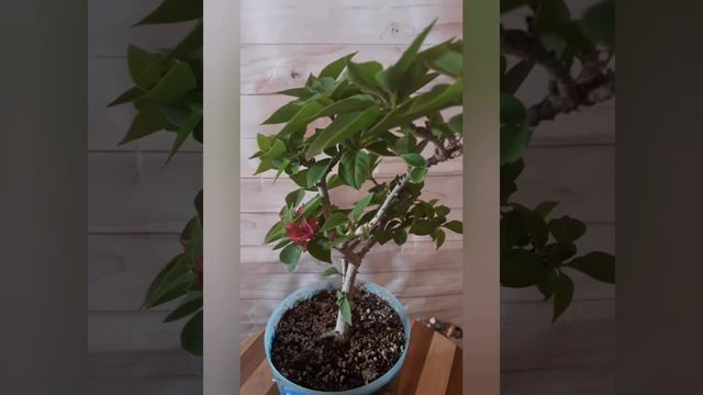 Mini Thai 1 (30.07.21) компактный кустик в самом начале цветения. смотреть онлайн