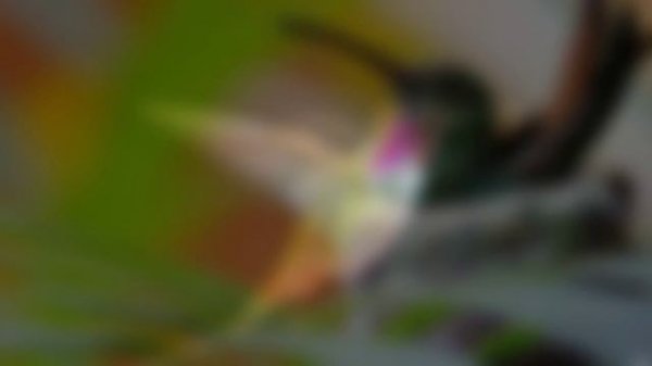 #8 Колибри/Colibri