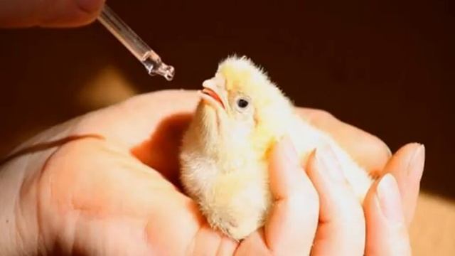 Кальция борглюконат для бройлеров