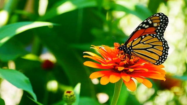 Цикады на летнем поле. смотреть онлайн