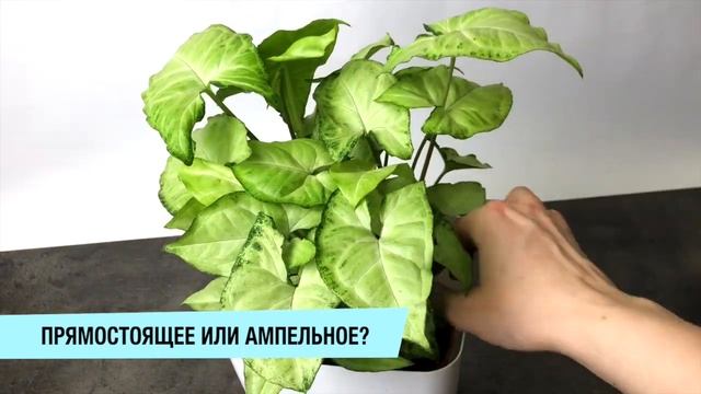 СИНГОНИУМ дома. Правила ухода, приметы, фитодизайн