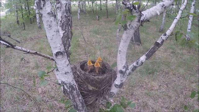 ДРОЗДЫ кормят птенцов. Птенцы Дрозда и их пища. смотреть онлайн