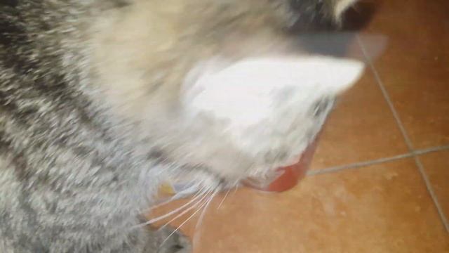 Какой бюджетный корм выберет кот? Тест кормов Повна Чаша (Фоззи-Фора), Cat&Go (АТБ), Мяу (Кормотех) смотреть онлайн