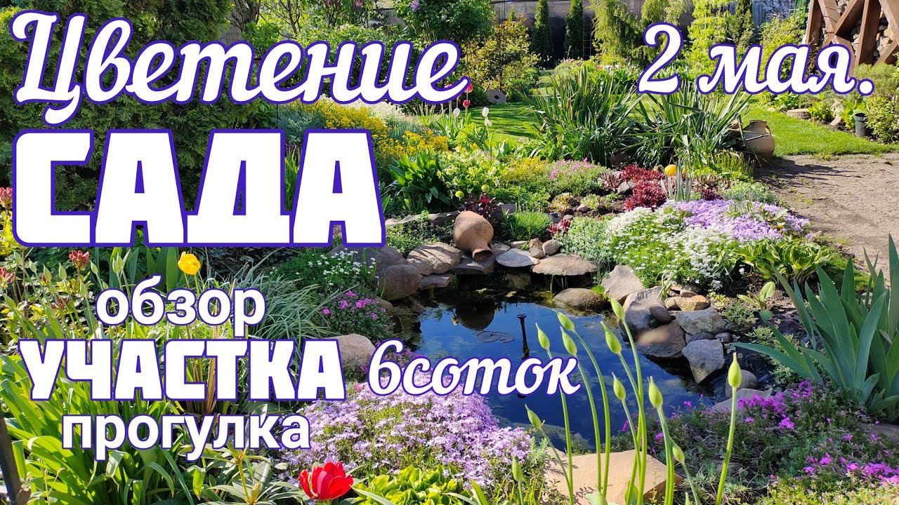Расцветает "Альпийская" горка , рокарий Цветение сада 2 мая прогулка - обзор. смотреть онлайн