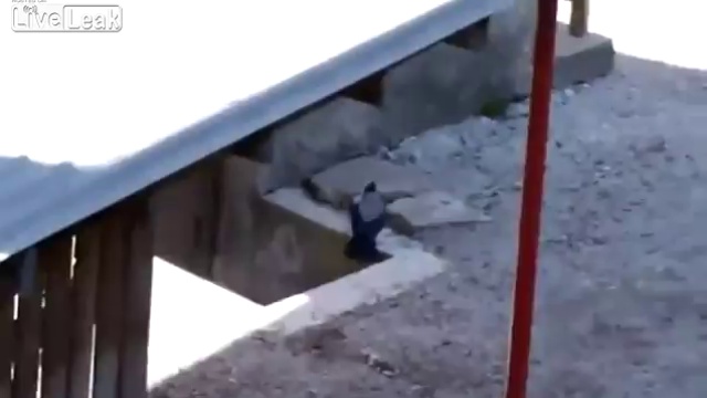 Драка котов,ворона арбитр...!))) смотреть онлайн