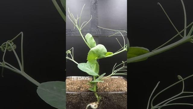 30 Days in 43 Seconds - PEA Time-lapse смотреть онлайн