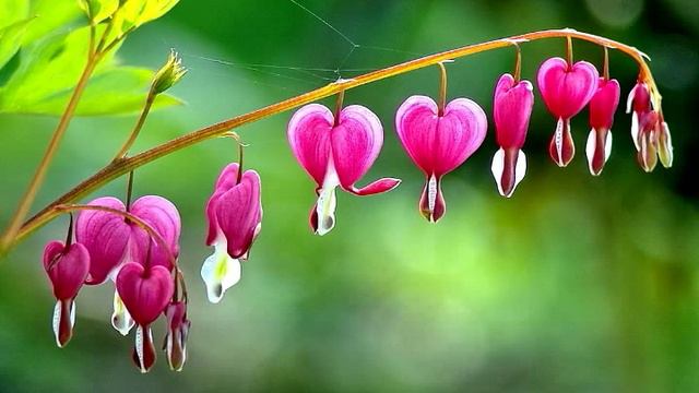 Olivia Lufkin - Bleeding Heart смотреть онлайн