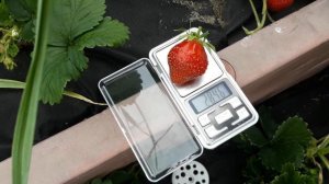 Царица - клубника, описание сорта. (Российский сорт)