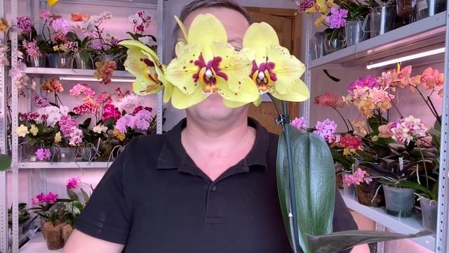 орхидеи ДОЛГОЦВЕТЫ сорта Албуфейра и Пескара после лечения и пересадки орхидей смотреть онлайн