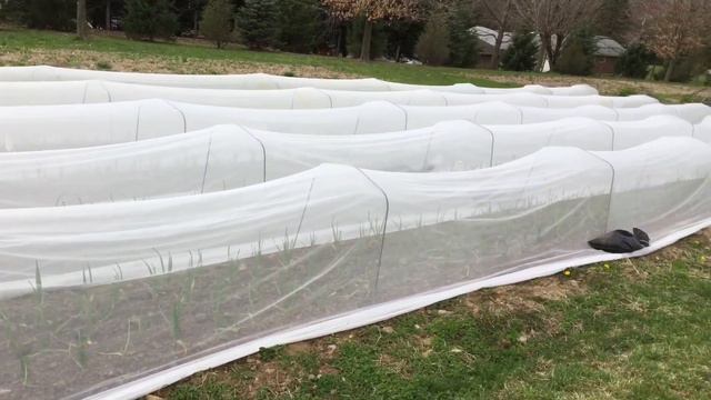 Allium Leaf Miner - Protecting your Garlic смотреть онлайн