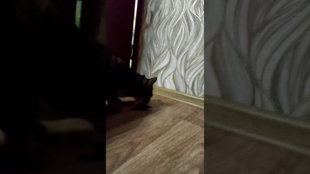 Барсик кушает рыбу Карась смотреть онлайн