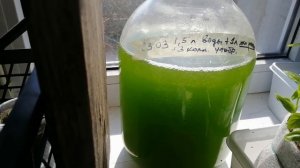 ХЛОРЕЛЛА, ПРОЩАЙ!