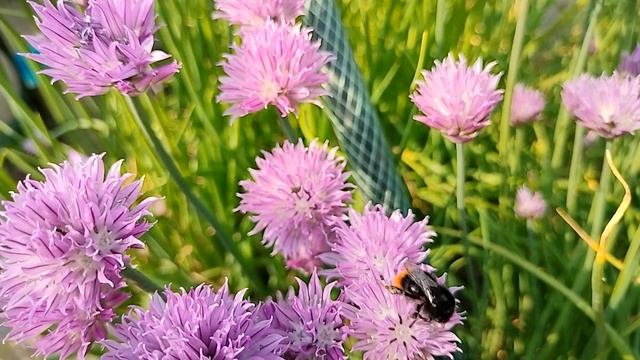 23 ИЮНЯ народный праздник ЗНАМЕНИЯ ТИМОФЕЯ. Что нельзя делать? Что можно делать в этот день? смотреть онлайн