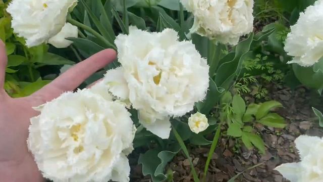 Тюльпаны Snow Crystal (снежный кристалл) #тюльпаны #лучшие_сорта_тюльпанов #тюльпан_сноу_кристал смотреть онлайн