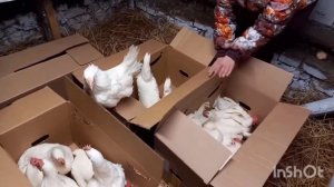 Все о КУРАХ. Завела КУР НЕСУШЕК В ПЕРВЫЙ РАЗ. ИЗ ГОРОДА В СЕЛО. ЛЕГГОРН КУРЫ. Для новичков.