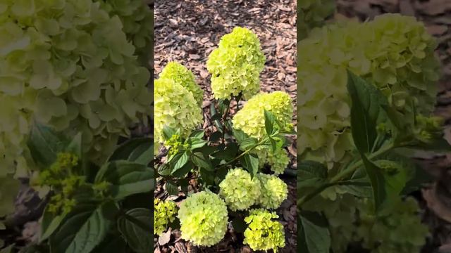 Утренний обход 🙂 10.07.23 смотреть онлайн