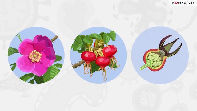 05. Покрытосем. раст. Ткани раст. Строен. и назнач-е орг-ов раст. смотреть онлайн