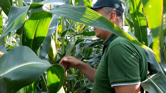 #Кукурудза 2020. Частина 4. Закарпаття смотреть онлайн