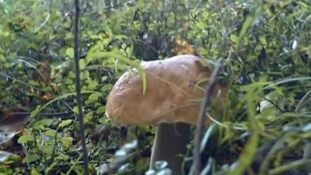 Грибы 2012 Mushrooms 2012 смотреть онлайн