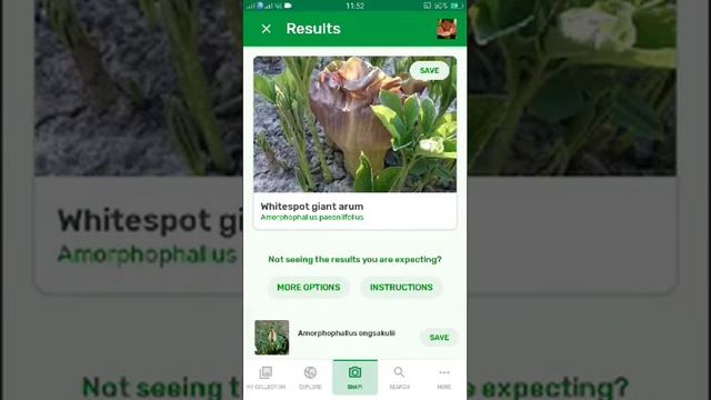 PlantSnap identifies a Whitespot giant arum (Amorphophallus paeoniifolius) смотреть онлайн